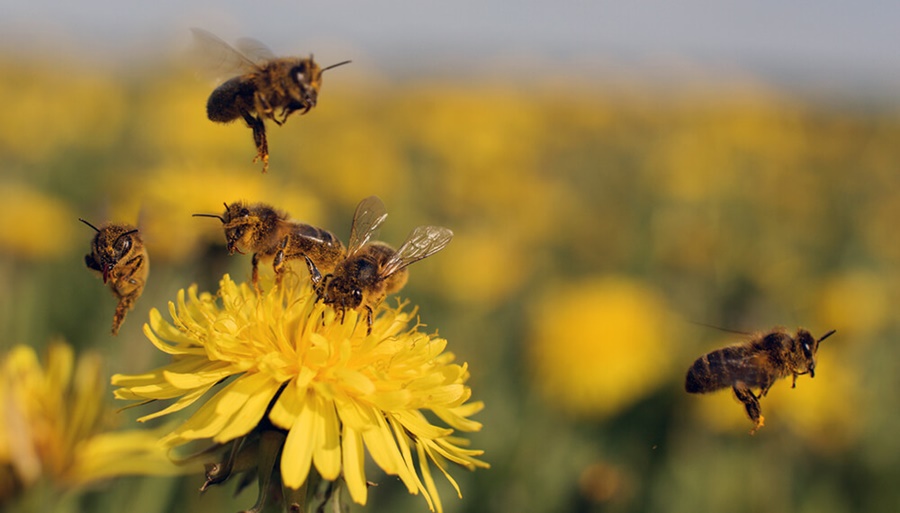 Se amplía la población de polinizadores: La FAUBA descubrió cuatro nuevas especies de abejas