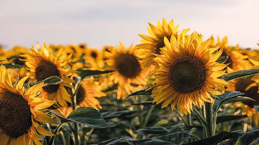 Girasol, una gran alternativa para esta campaña