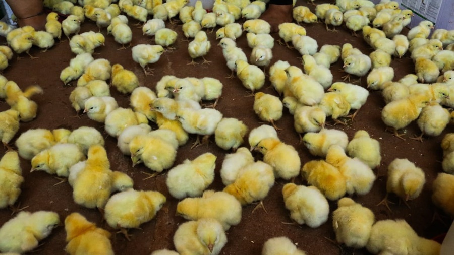 Misiones: Impulsan la cría de pollo como diversificación productiva, entregaron 800 pollitos parrilleros y 21 bolsas de alimentos balanceados