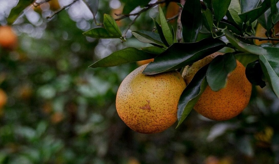 En las Ferias Francas posadeñas, se comercializan naranjas a 1.500 pesos por docena