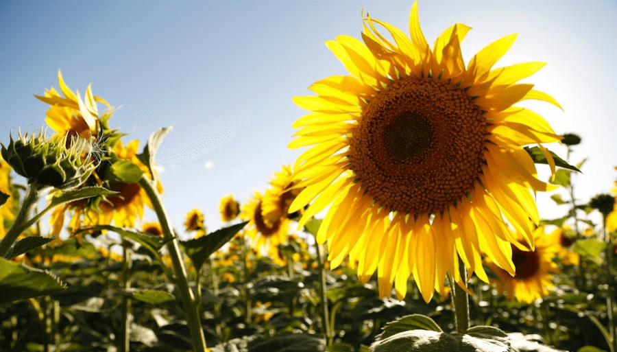 El girasol se alista para la siembra 2024/25 con la misma superficie que el año pasado