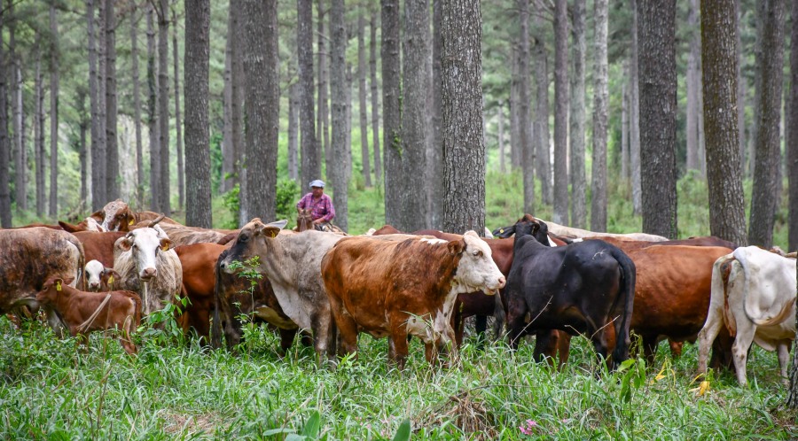 Sistemas silvopastoriles: Sustentabilidad y eficiencia en la producción ganadera
