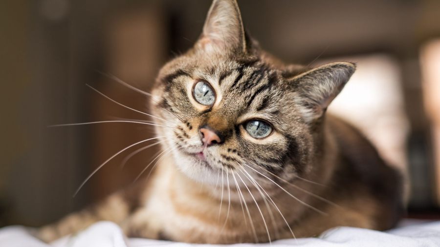 La era del gato: Por qué cada vez más argentinos eligen compartir su hogar con uno