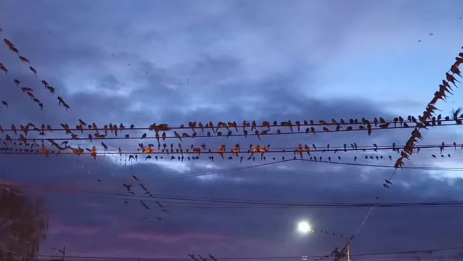 Invasión de loros barranqueros en un pueblo bonaerense: Noches sin dormir, pérdidas económicas y miedo a enfermarse