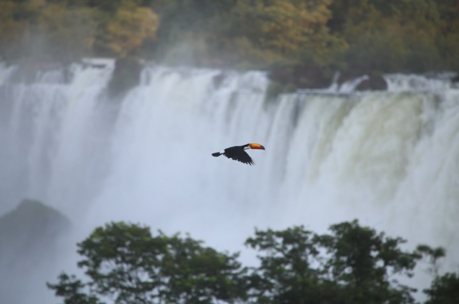 Uno de los destinos más elegidos en el Travel Sale: La ciudad misionera de Puerto Iguazú se posicionó como uno de los destinos nacionales más elegidos