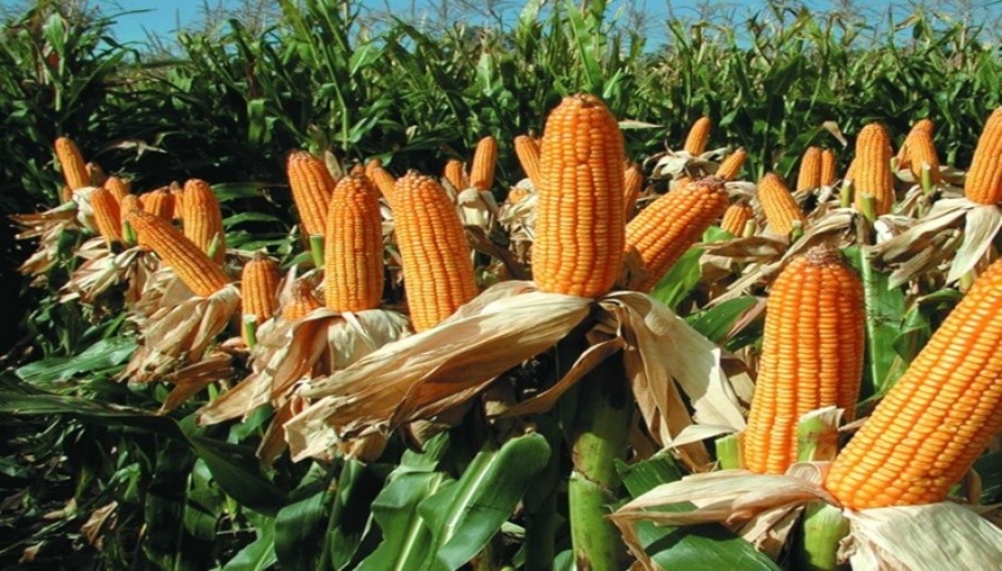 Con genética y manejo, el maíz puede enfrentar a la chicharrita y no perder productividad