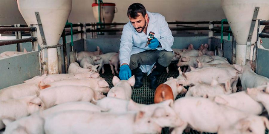 El sector porcino, proteína animal de calidad