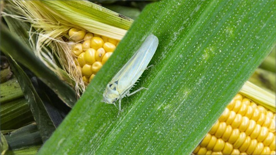 Crecen las alertas por el “inédito ataque” de la chicharrita del maíz: Las recomendaciones del INTA