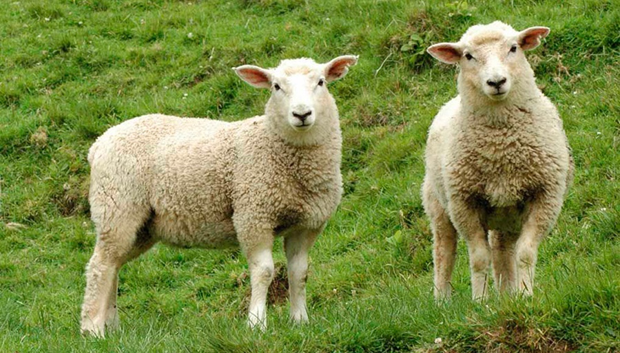 Otra sorpresa con la Encefalomielitis Equina: En Baradero, se contagió una oveja