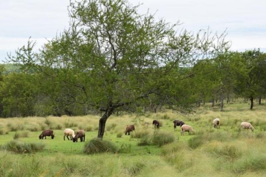 Jueves en Misiones: Se mantiene el ambiente estable y soleado, la temperatura irá paulatinamente en aumento por la tarde con máximas en torno de los 25°C