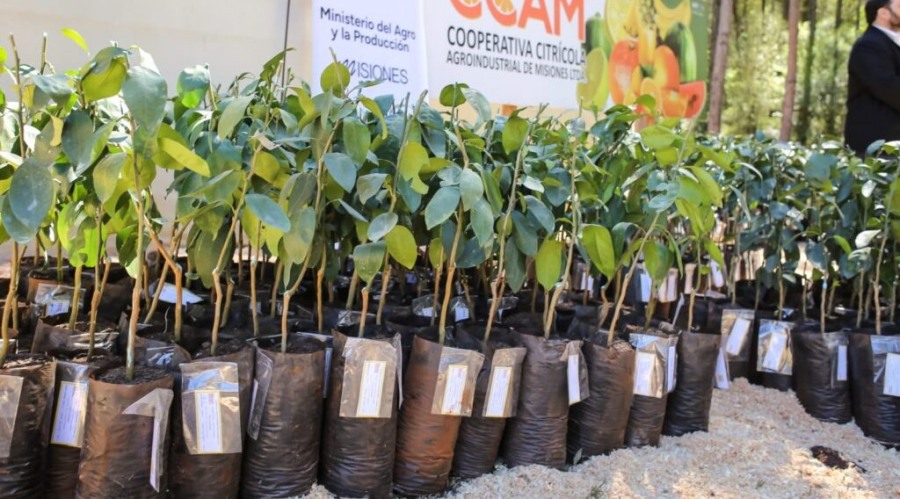 Programa de Consolidación de Cuencas Productoras de Frutas: Entregaron más de 35 mil plantines a productores frutihortícolas en la ciudad misionera de Leandro N. Alem