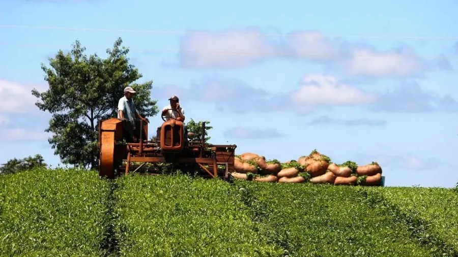 Las exportaciones de la producción primaria misionera crecieron un 25% en el primer semestre