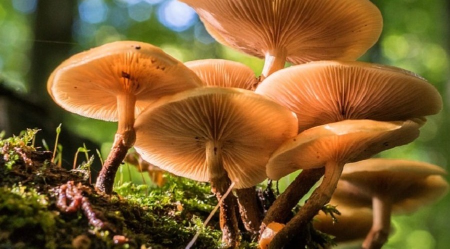 Investigadores misioneros potencian el valor de los extractos de hongos