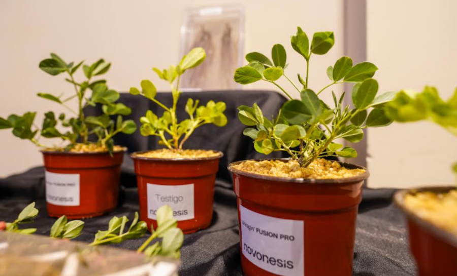 Novonesis presentó Nitragin® Fusion Pro: La nueva generación de inoculantes para maní