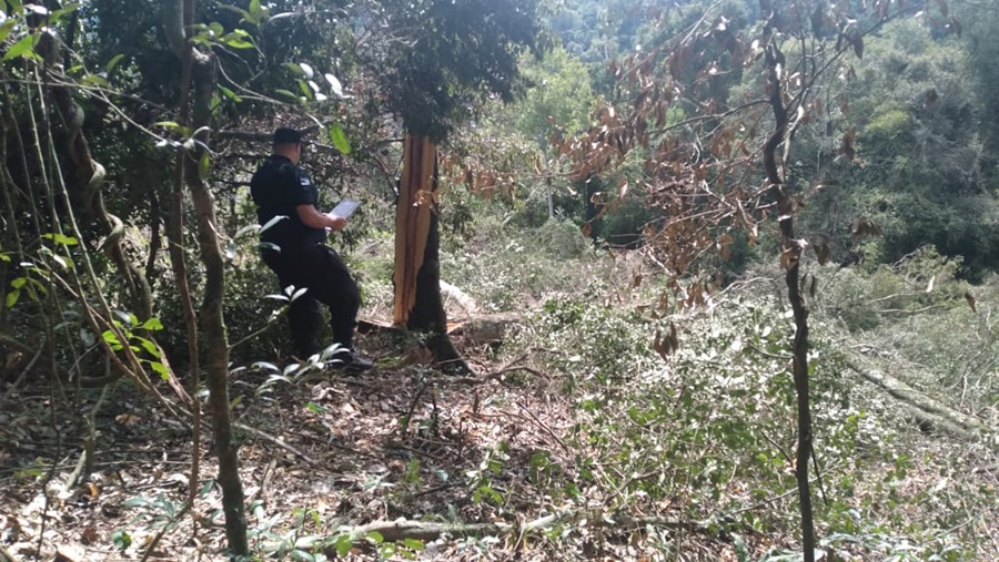 Misiones: Un motosierrista de 54 años murió aplastado por un árbol en el Municipio de San Vicente
