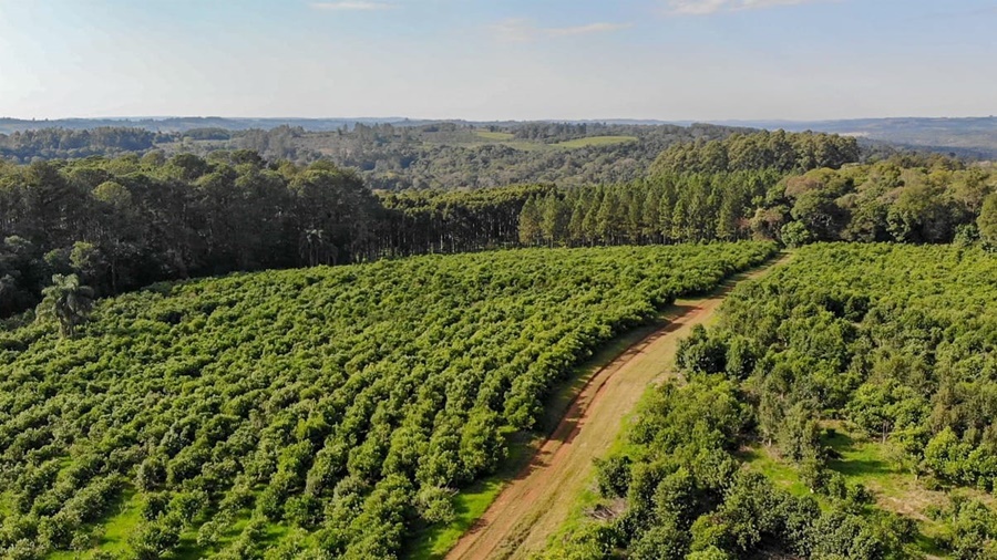 La Nación declaró el estado de emergencia y/o desastre agropecuario para Misiones