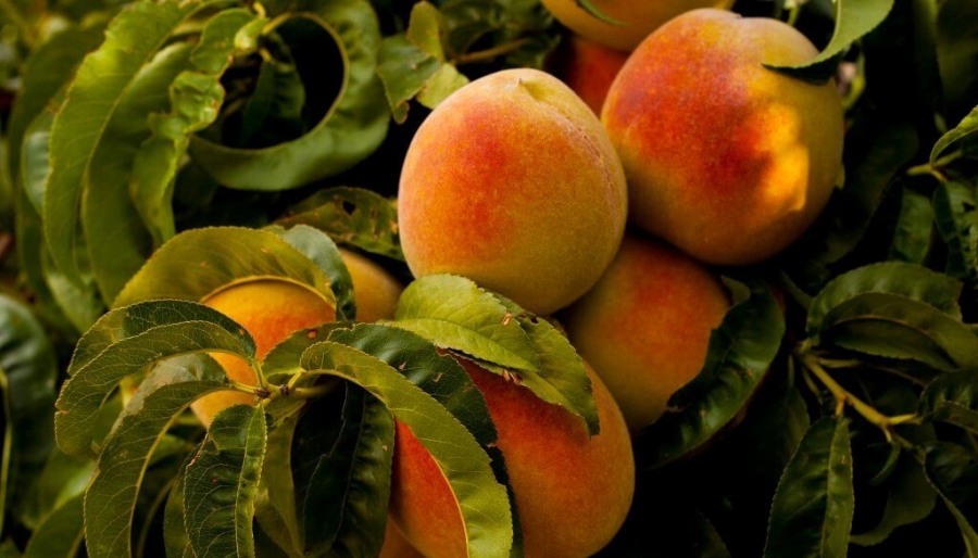 La genética del sabor: Cómo la biotecnología transforma la producción de duraznos