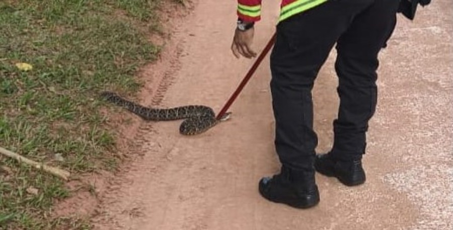 Apóstoles: Salió a caminar y se encontró con una yarará crucera de más de un metro: Personal de Bomberos de la Policía de Misiones intervino en auxilio de una joven y capturó al reptil