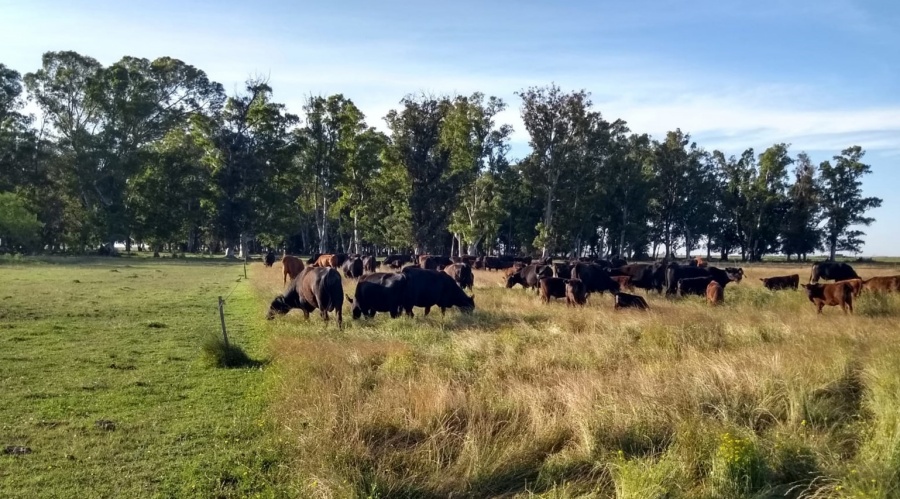 La ganadería regenerativa que se enfoca en el suelo, en el pasto natural y después en la producción de carne