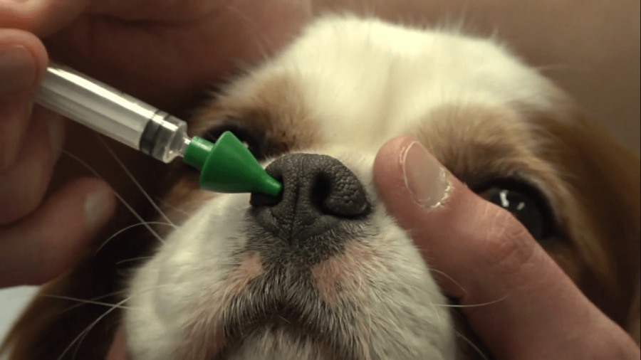 Complejo respiratorio infeccioso canino: La enfermedad de los perros sociables