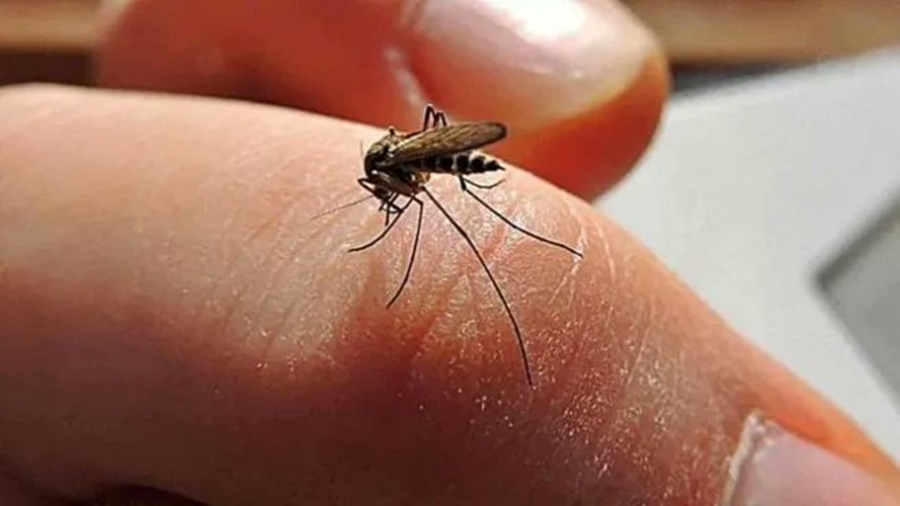 Misiones: Campaña de vacunación contra el Dengue, semana del 29 de Enero al 2 de Febrero