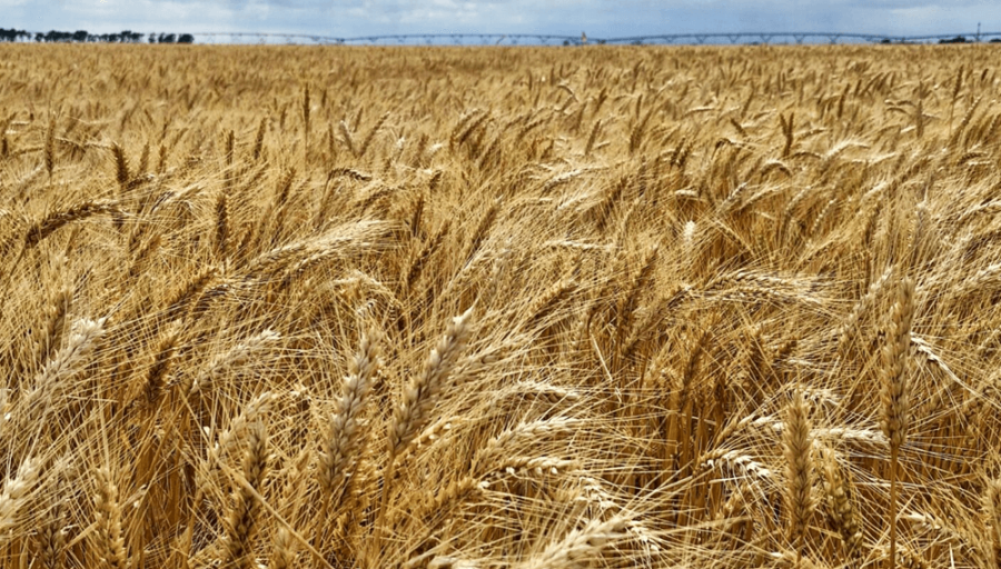 Riego, elección varietal y fertilización nitrogenada: ¿Qué incide más en el rendimiento del trigo?