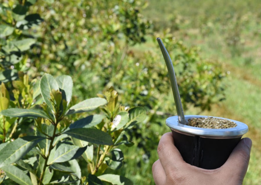 Al cierre de Noviembre el consumo interno y las exportaciones de yerba mate superaron los 294 millones de kilos