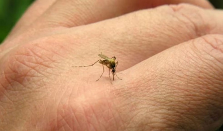 Prevení el Dengue: Eliminar potenciales criaderos del Aedes Aegypti de tu casa