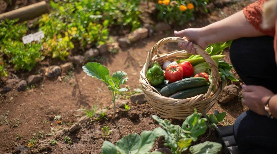 Posadas: Fortalecen la Soberanía Alimentaria con el Programa “Escuelas Saludables”