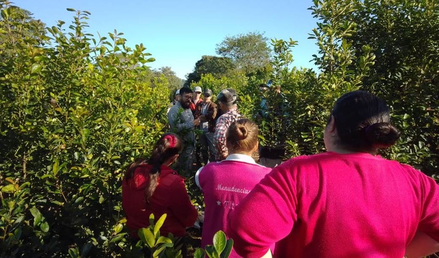 Capacitación para yerbales sustentables en Colonia Esmeralda