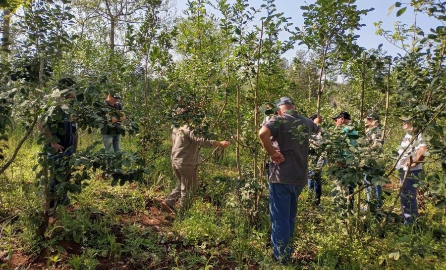 Prevención de plagas y producción eficiente en yerbales en el Municipio misionero de Montecarlo