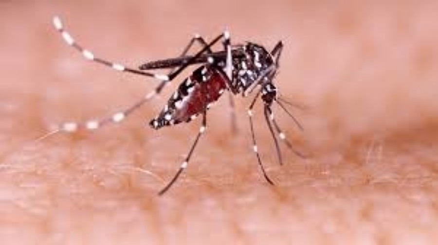 Posadas: Tercera edición del curso de capacitación docente sobre Aedes Aegypti