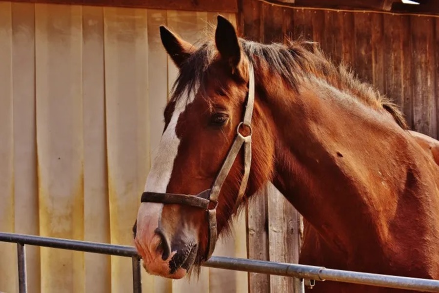 Hay más interés: Aumenta la venta de caballos frente al año pasado