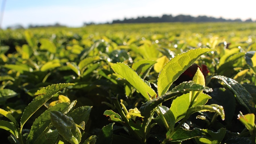 La nueva línea de crédito especial para secaderos de té ya otorgó financiamiento por 270 millones de pesos
