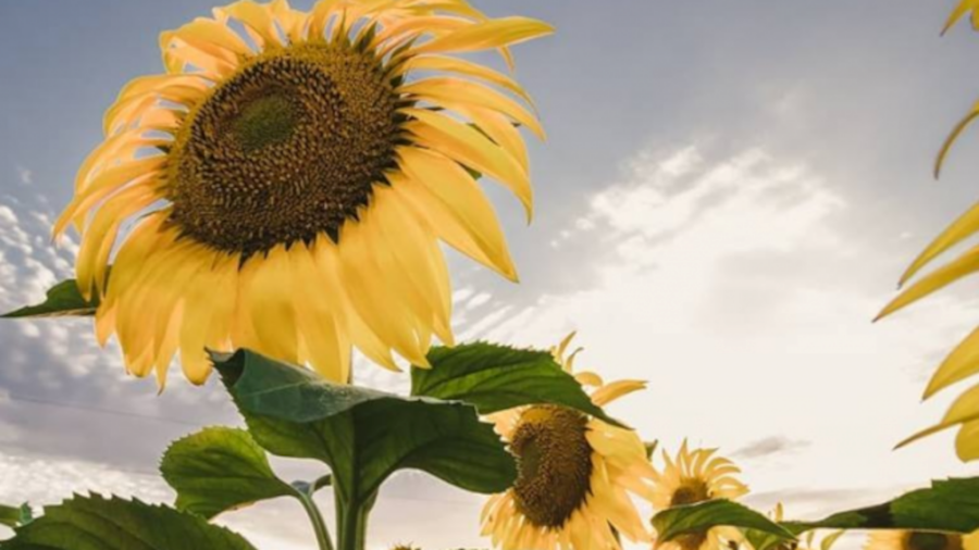 Avance sin precedentes: Crearon el primer modelo de inteligencia artificial para monitorear el girasol