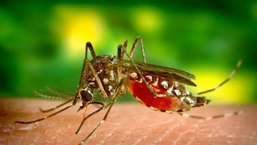 Posadas: Paciente femenino 15 años de edad falleció por Dengue