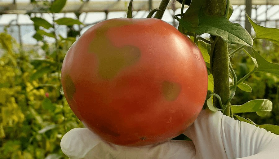 El virus rugoso del tomate sigue generando temor: Ahora se detectó en Salta