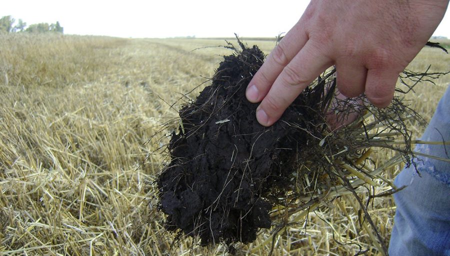 Agroindustria y ambiente: Diez datos que muestran que en Argentina se produce de manera sostenible