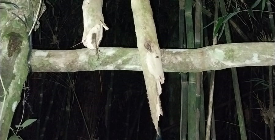 Misiones: Hallaron sin vida a un hombre de 58 años que había salido a cazar en la Biosfera Yabotí, habría caído desde un árbol de aproximadamente cuatro metros de altura