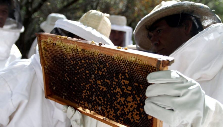 Las exportaciones de abejas reinas “vuelan”: Crecen 54% y en 5 meses ya superaron a todo 2024