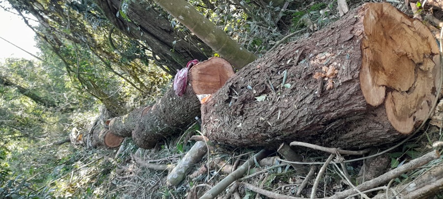 Gendarmería Nacional detectó apeo ilegal de madera nativa