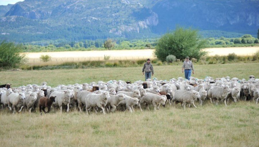 El Gobierno Nacional disolvió el Régimen de Promoción de la Ganadería Ovina y otros Programas para el agro