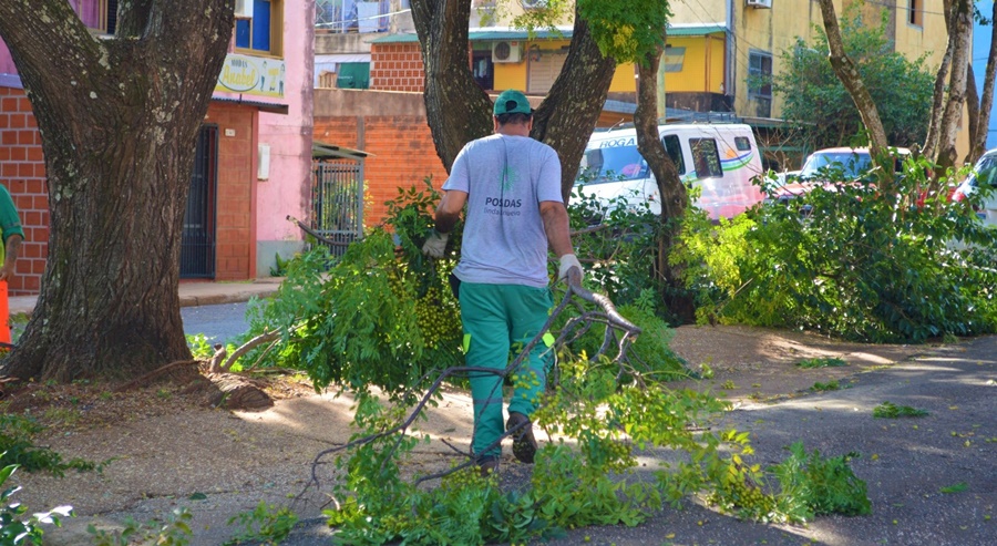 Posadas: De cara a la temporada de poda capacitarán a podadores urbanos artesanales