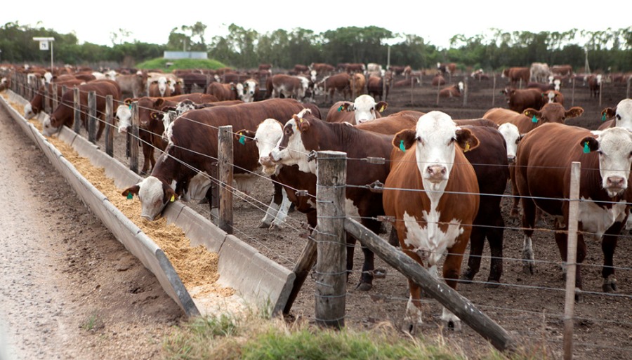 Se reactiva el engorde en los feedlots: “Los números han empezado a cerrar”
