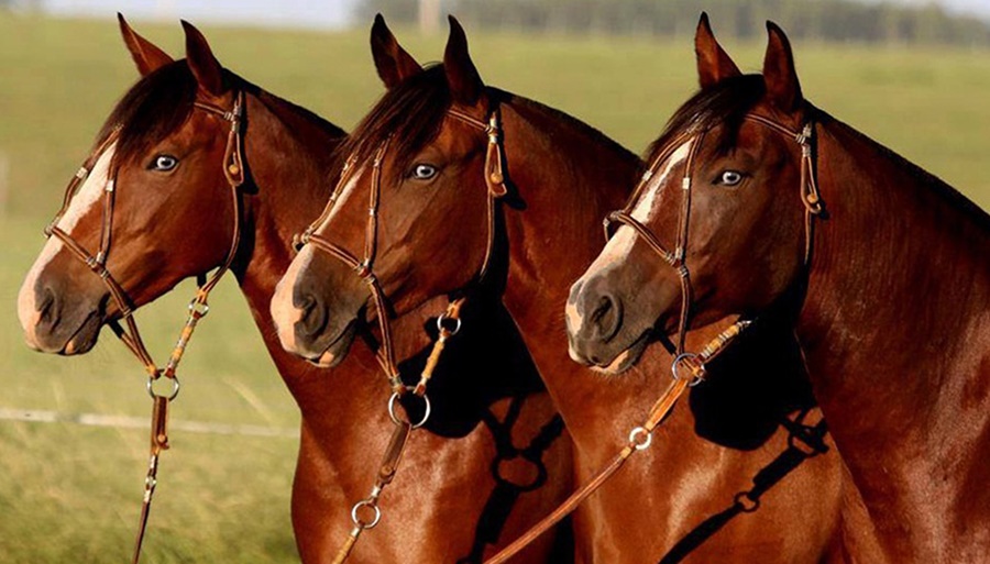 Encefalomielitis equina: El SENASA declaró la emergencia sanitaria nacional