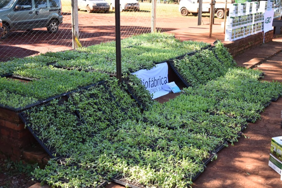 Misiones: Mujeres rurales impulsan la producción hortícola, entregaron plantines y fertilizantes orgánicos a más de 40 productoras de la localidad de Dos de Mayo