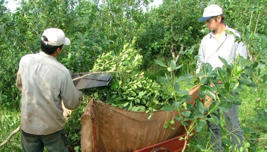 La yerba mate con precio “libre” y otros impactos del Decreto de Necesidad y Urgencia en el campo y las economías regionales