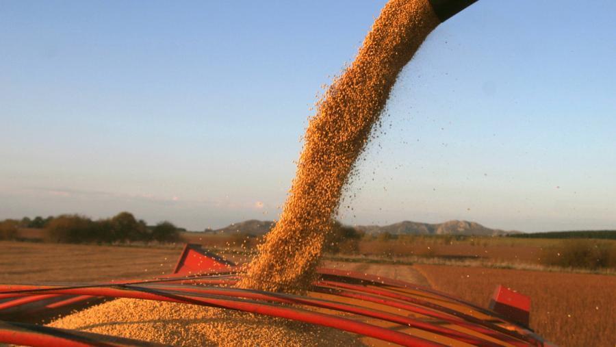 Las lluvias no alcanzaron: Por la ola de calor, se perderán entre 20% y 30% de los cultivos de soja
