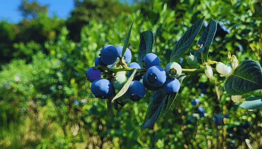 Controladores biológicos: Un parasitoide podría ser la solución contra moscas que afectan a las frutas