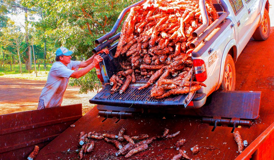 Se procesaron cien millones de kilos de mandioca: La producción en la provincia de Misiones creció un 65% en 2024
